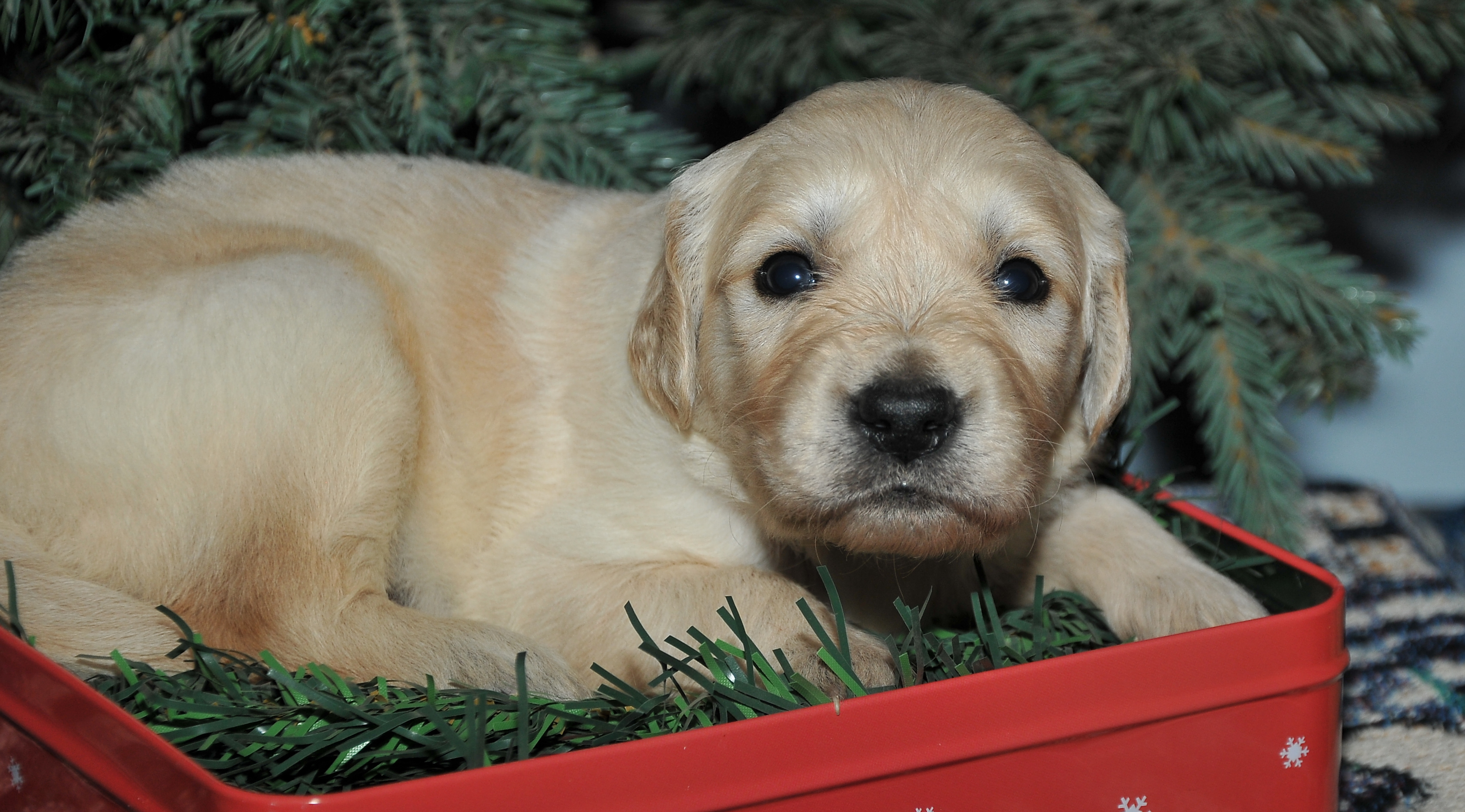 First photo of Comet, a cute Golden Retriever puppy.
